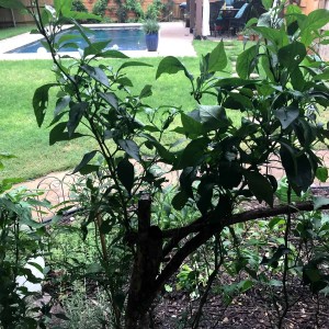 jalapeno-pesto1